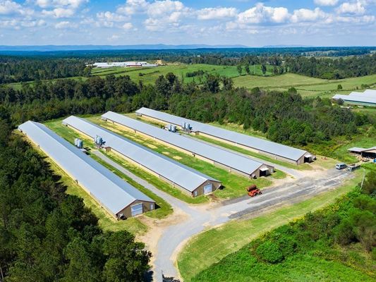 Konstrukcja stalowa prefabrykowana Dom kurczaków Broiler Farm Budowa budynków stalowych
