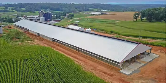 Steel Structure Cow House Design Cow Farm House Farm Shed Steel Structure Workshop